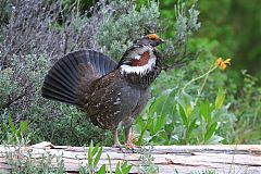 Dusky Grouse