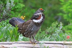 Dusky Grouse