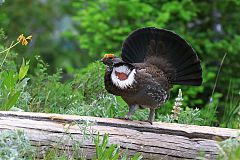 Dusky Grouse
