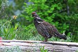 Dusky Grouseborder=