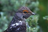 Dusky Grouseborder=