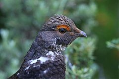 Dusky Grouse