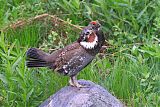 Dusky Grouseborder=