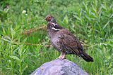 Dusky Grouseborder=
