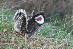 Dusky Grouse