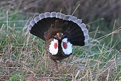 Dusky Grouse