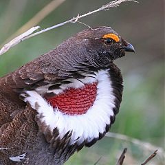 Dusky Grouse