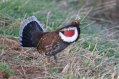 Dusky Grouse