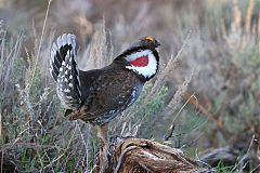 Dusky Grouse