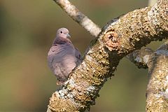 Eared Dove