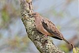 Eared Dove