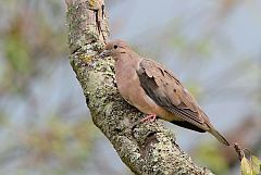 Eared Dove