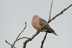 Eared Dove