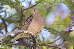 Eared Dove