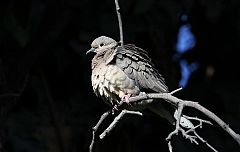 Eared Dove