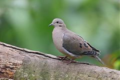 Eared Dove