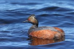 Eared Grebe