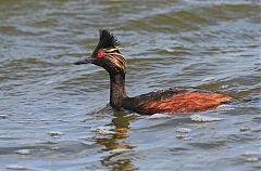 Eared Grebe