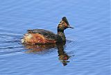 Eared Grebe