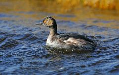 Eared Grebe