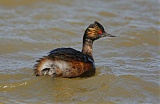 Eared Grebe