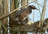 Eared Grebe