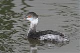 Eared Grebe