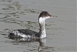 Eared Grebe