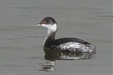 Eared Grebe