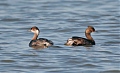 Eared Grebe Eared Grebe
