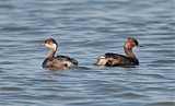 Eared Grebe