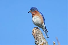 Eastern Bluebird