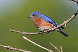 Eastern Bluebirdborder=