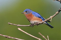 Eastern Bluebird