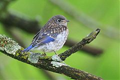 Eastern Bluebird