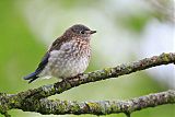 Eastern Bluebird