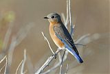 Eastern Bluebirdborder=