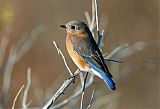 Eastern Bluebirdborder=