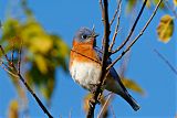 Eastern Bluebird