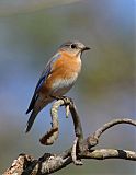 Eastern Bluebirdborder=