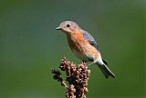 Eastern Bluebirdborder=