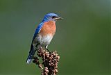 Eastern Bluebirdborder=