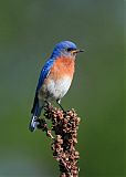 Eastern Bluebirdborder=