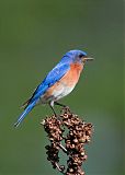 Eastern Bluebirdborder=