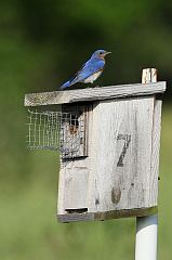 Eastern Bluebird