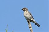 Eastern Bluebird