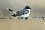 Eastern Kingbirdborder=