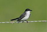 Eastern Kingbirdborder=