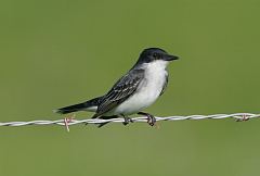 Eastern Kingbird