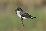 Eastern Kingbirdborder=